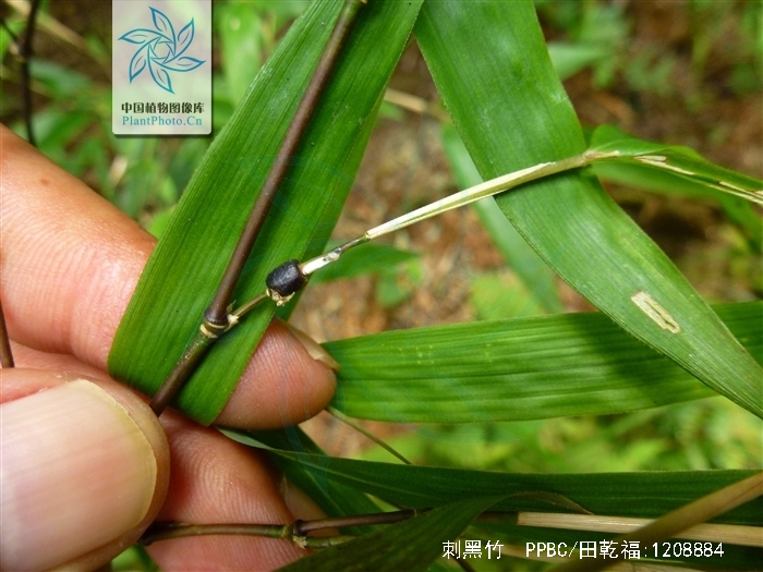  p>刺黑竹(学名: i>chimonobambusa neopurpurea /i> yi )是禾本科,寒