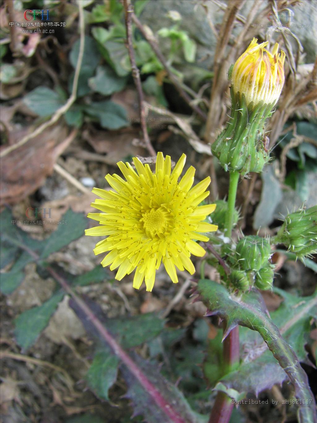  /i>):又名苦菜,苦荬菜,小鹅菜,为菊科1年生 a target="_blank" href=