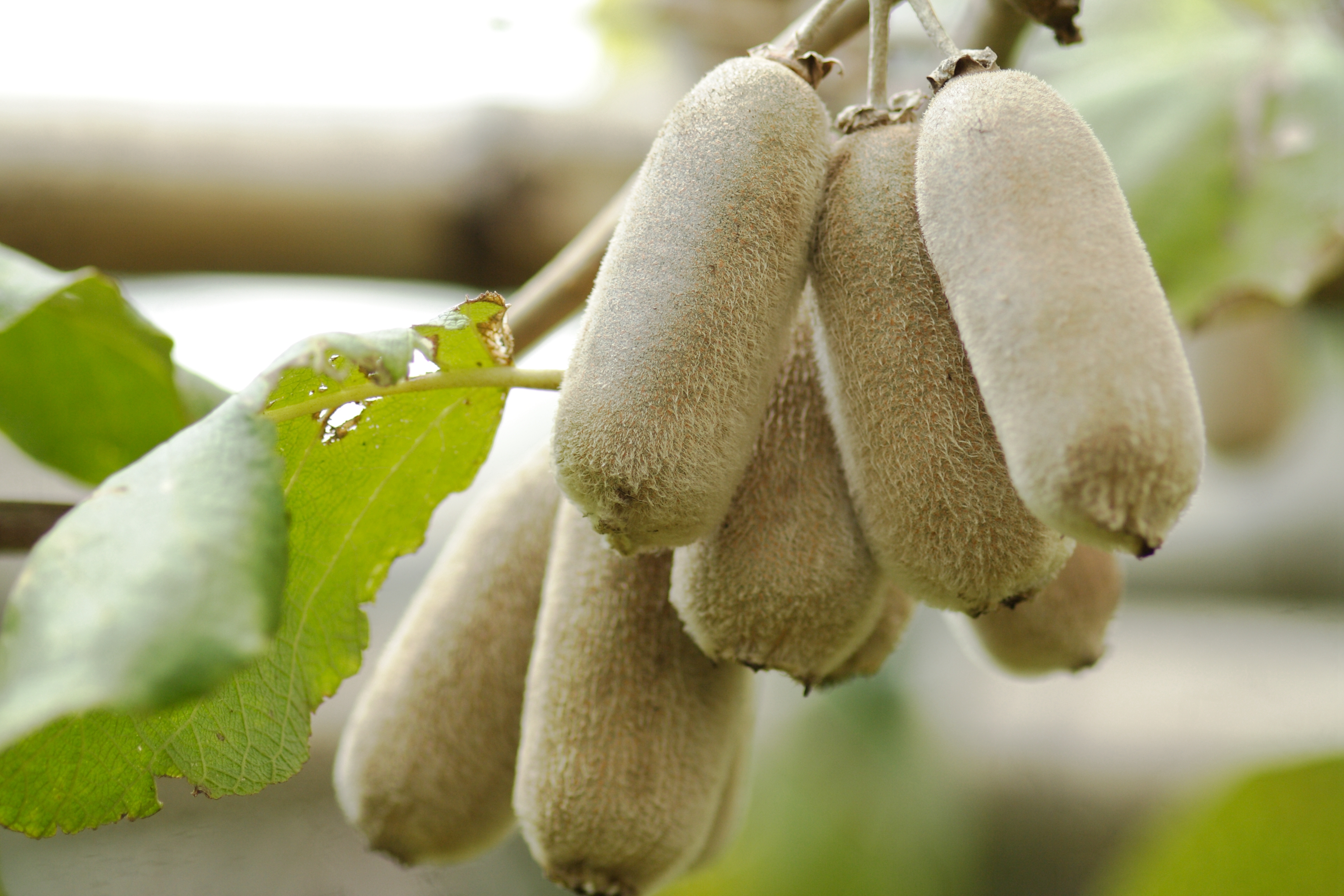  p data-id="go0cfyrqqr">华特猕猴桃,也叫白毛猕猴桃,属毛花猕猴桃的