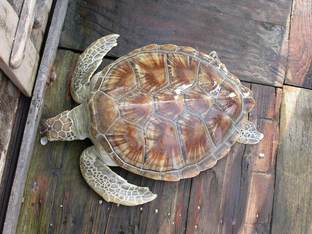  p>海龟(学名: i>chelonia mydas /i>)是海龟科,海龟属动物.