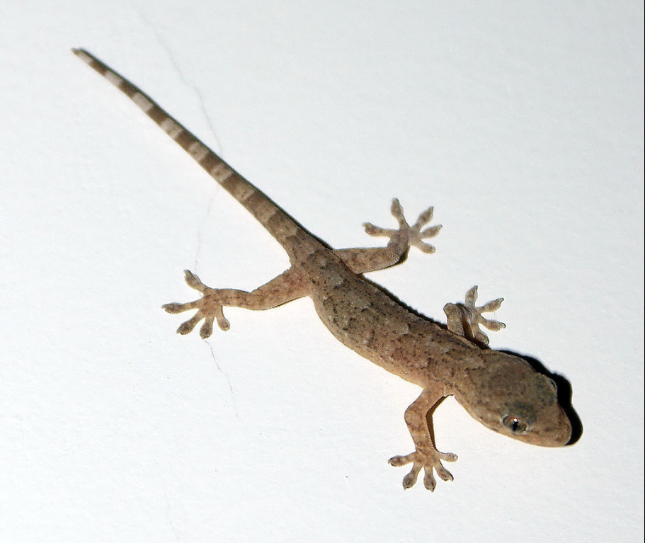 "/item/四脚蛇/992038" data-lemmaid="992038">四脚蛇 /a>","巴壁虎"