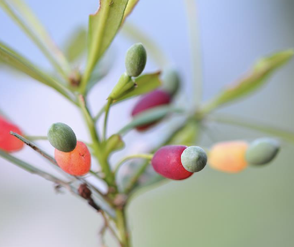 podocarpus neriifolius d. don
