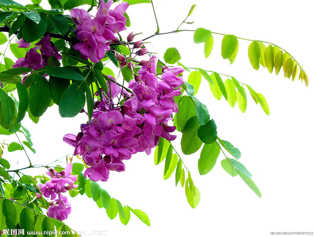 杨槐树花