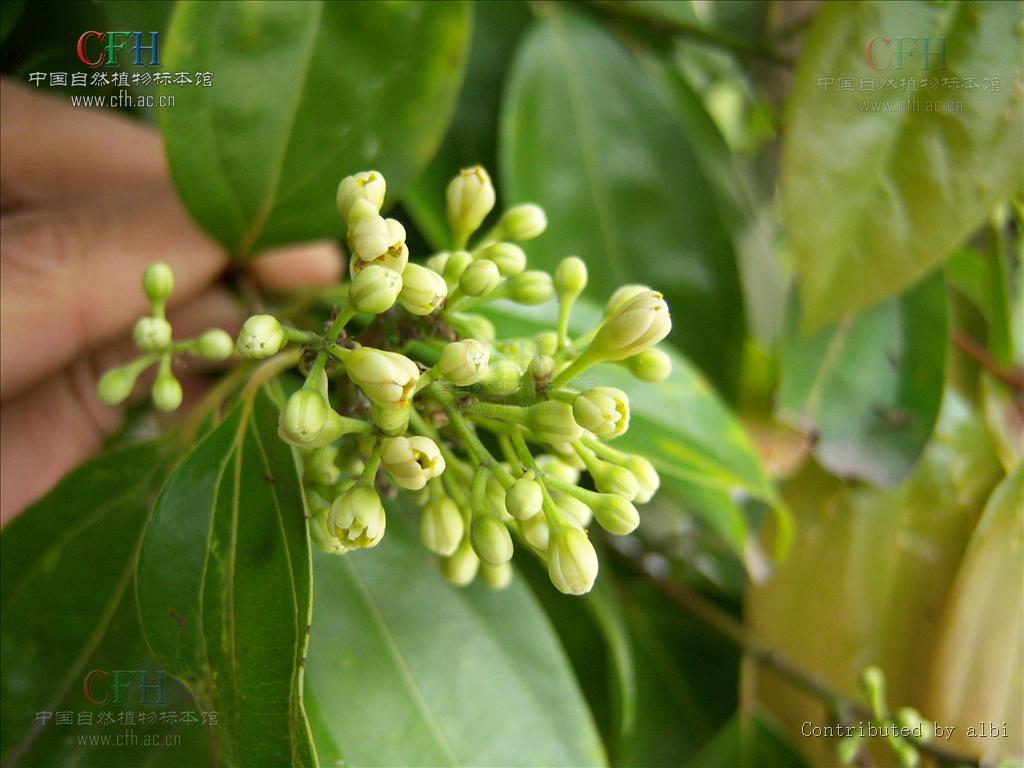  p>肉桂(拉丁学名: i>cinnamomum cassia /i> i>  /i>presl)是樟科,樟