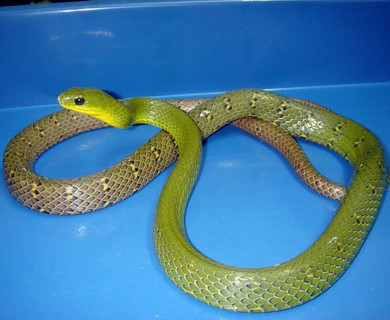  p>横纹翠青蛇( i>cyclophiops multicinctus /i>&nbsp;(roux
