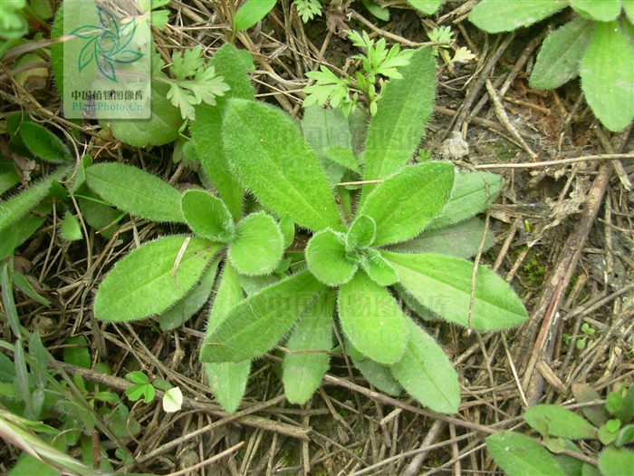  p>北美车前(学名: i>plantago virginica /i>  l.