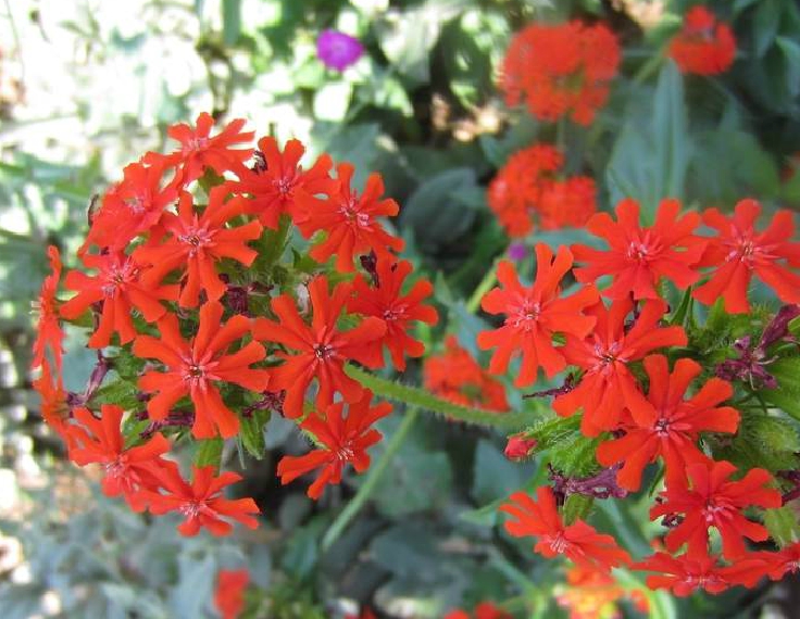 科/1168318" data-lemmaid="1168318">石竹科 /a>,剪秋罗属多年生 a