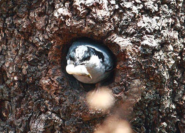  p>巨鳾(学名: i>sitta magna /i>):是鸟纲,鳾科的小型 a target="