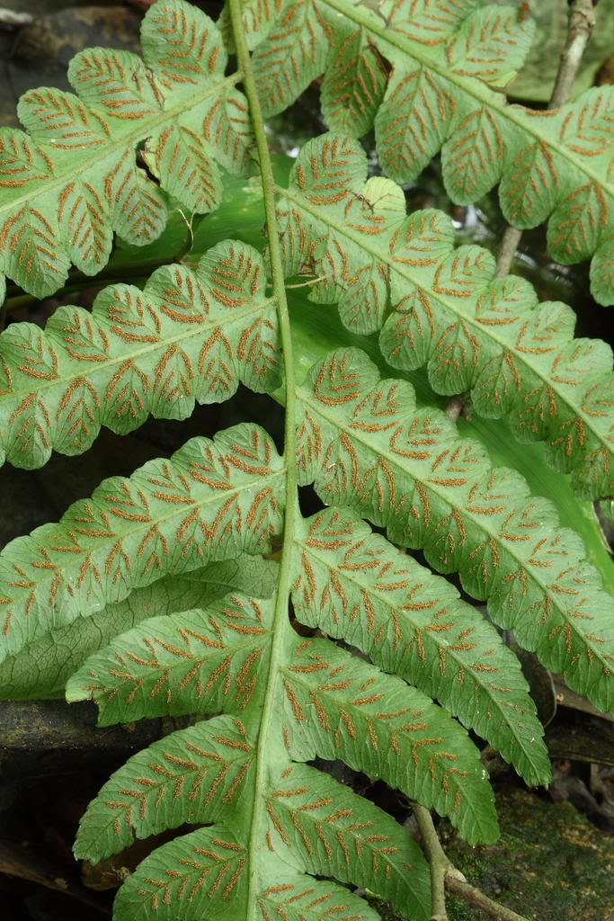 根状茎直立,顶端连同叶柄基部被褐色,全缘的披针形鳞片,基部有铁丝