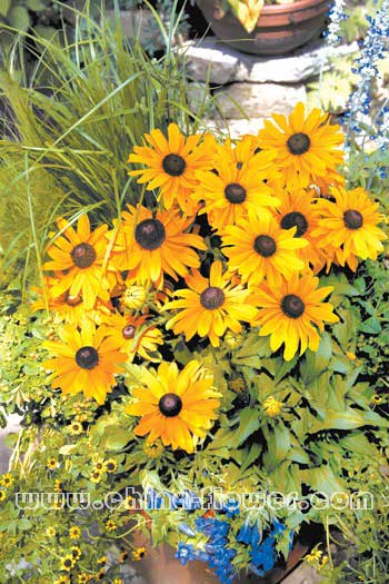  p data-id="gnbjfdssxw">长日照植物是指植物在生长发育过程中需要有