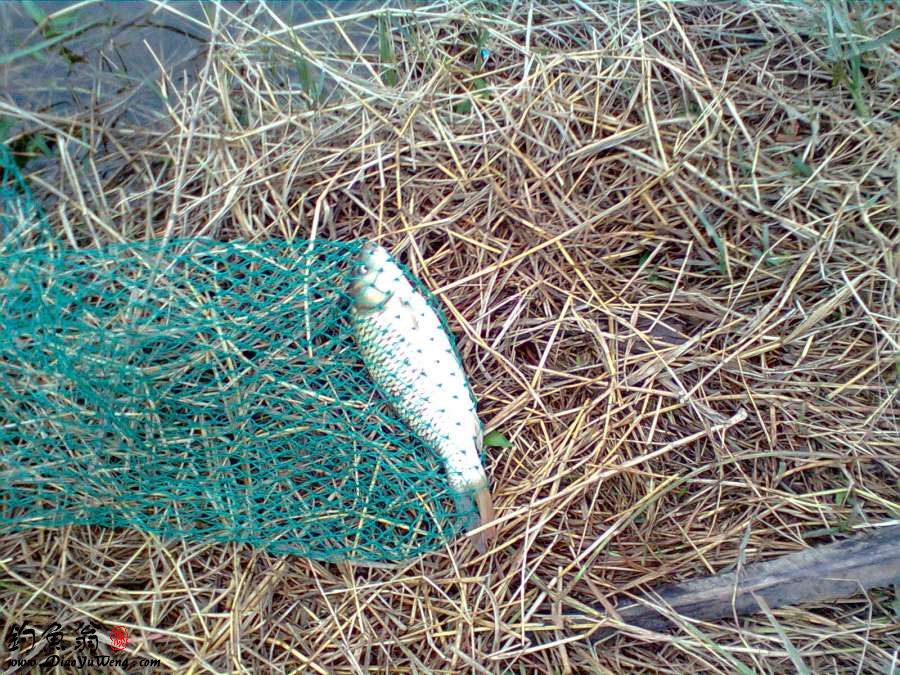  p>抚仙小鲤也称为抚仙中鲤,为鲤科鲤属鱼类,主要分布于中国 a href="