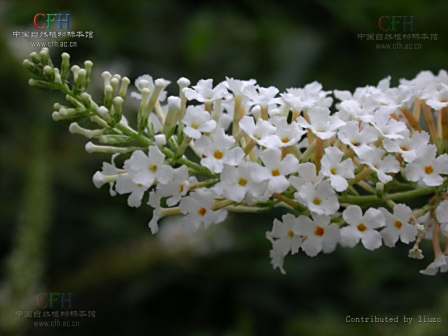 大叶醉鱼草