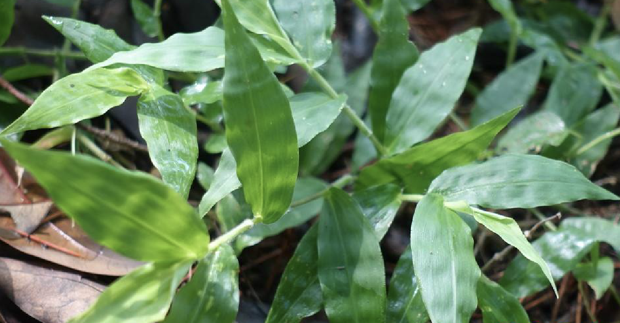 是禾本科,求米草属植物,多年生草本.