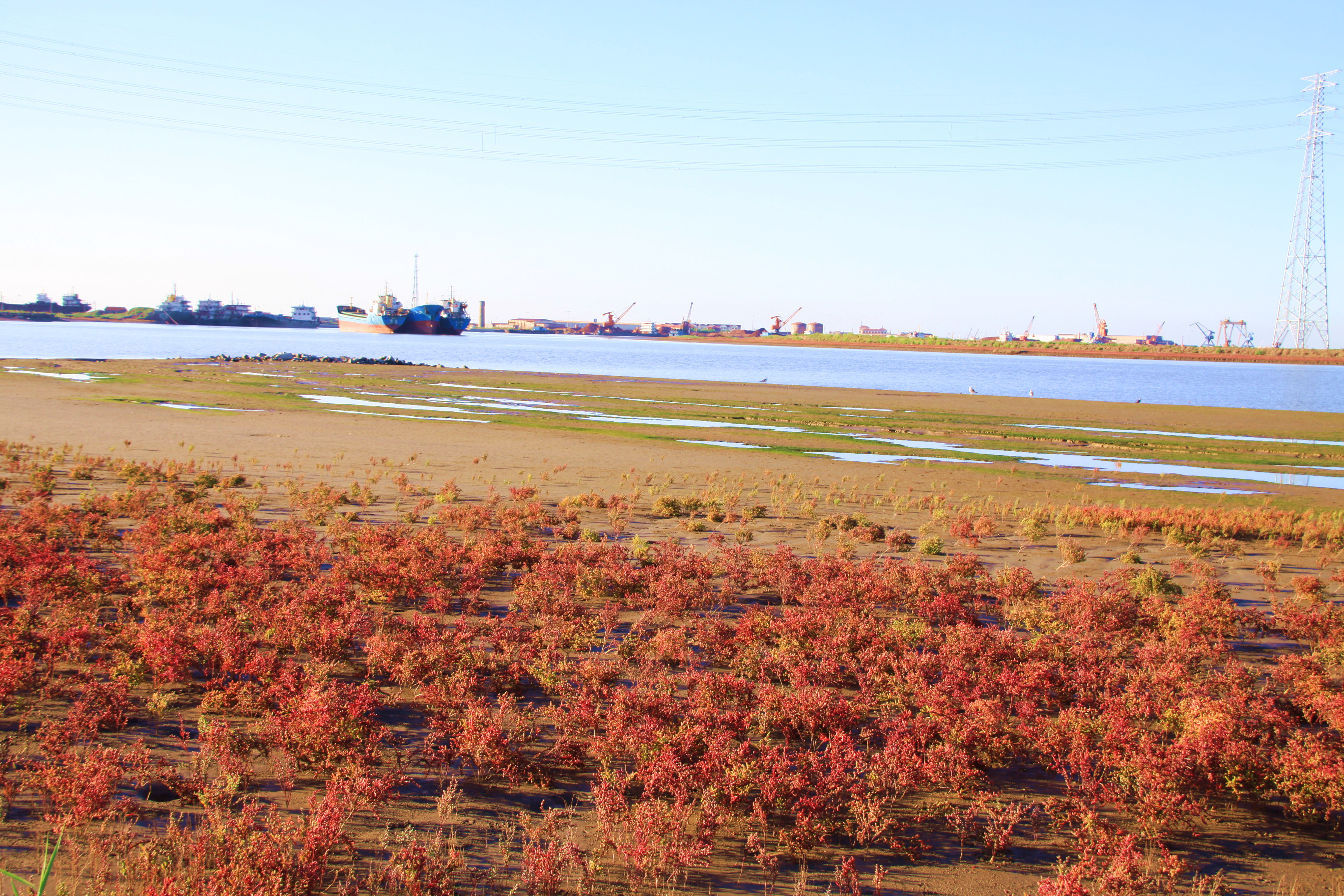 部的黄河岛上,地处黄河三角洲腹地,是滨州市首家国家级湿地公园试点