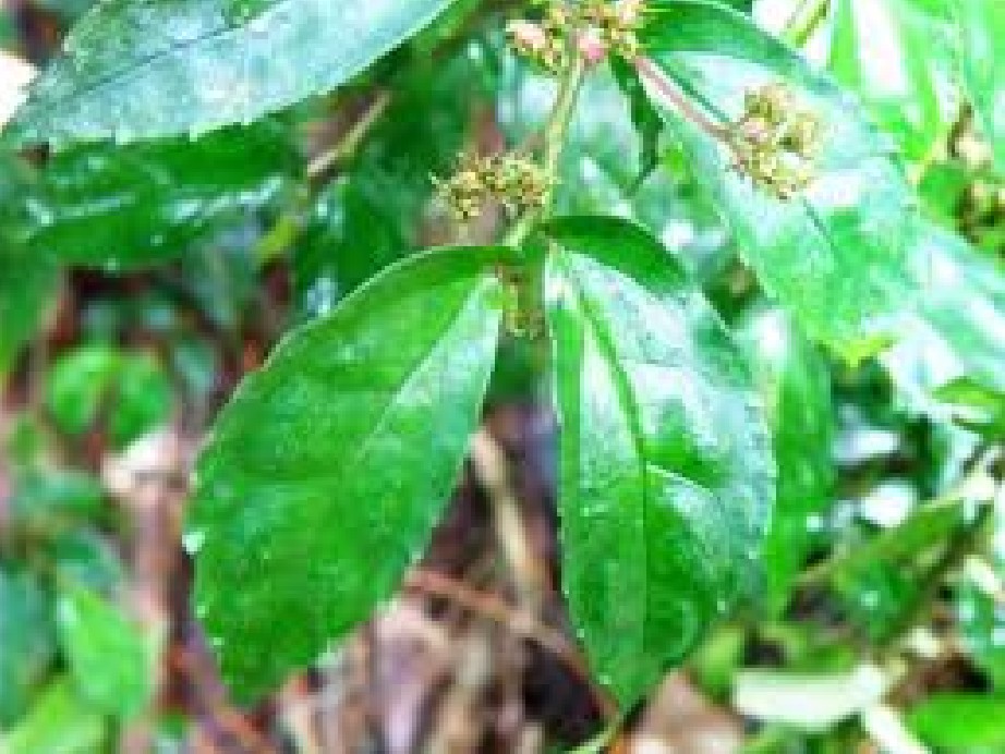 半边灵 全网资源