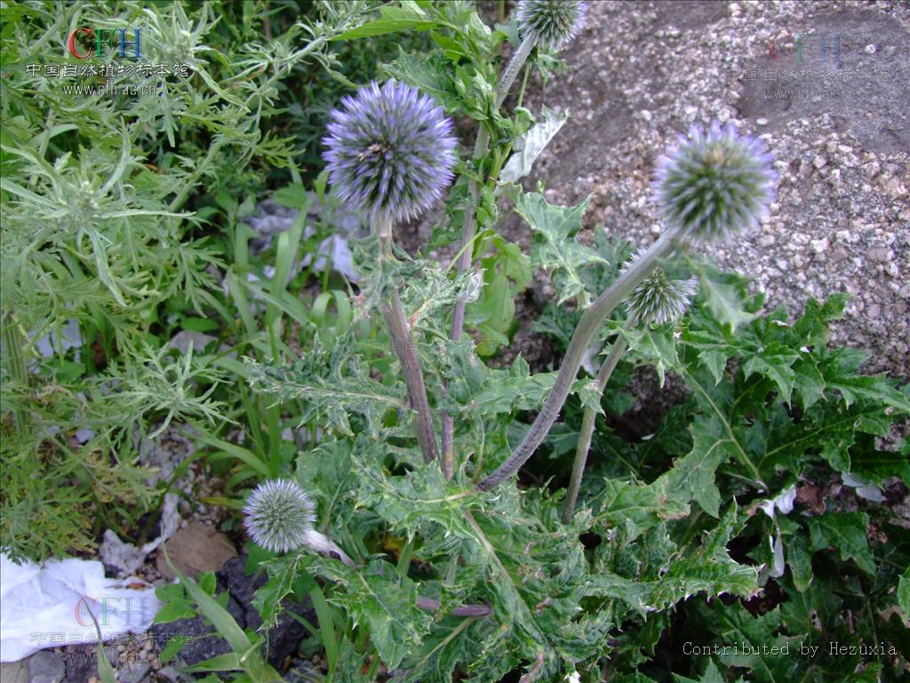  p>蓝刺头属(学名:echinops l.