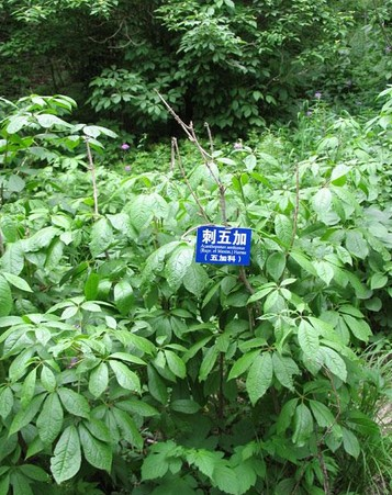  p>刺五加(拉丁学名: i>acanthopanax senticosus  /i>(rupr. maxim.