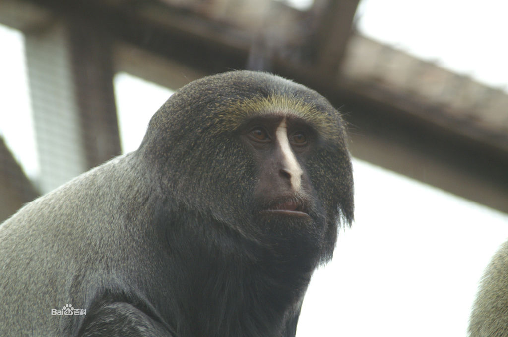  p>枭面长尾猴(学名: i>cercopithecus hamlyni /i>)有一张很像 a