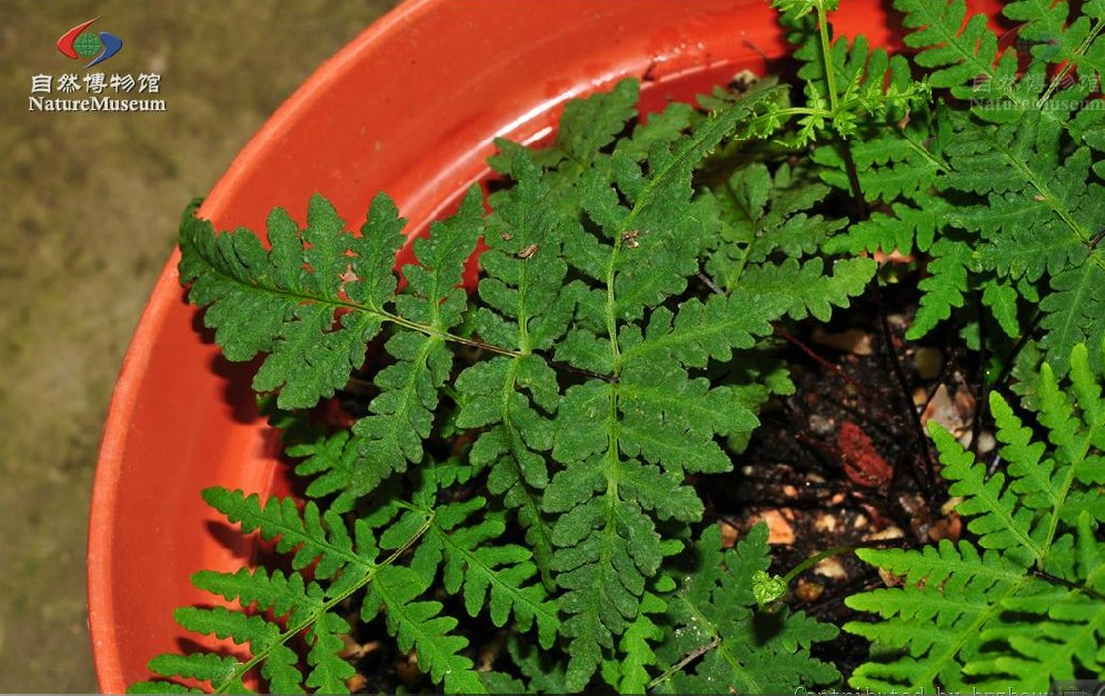  p> b>大理碎米蕨 /b>( a href="#" data-lemmaid="8074290">学名 /a>