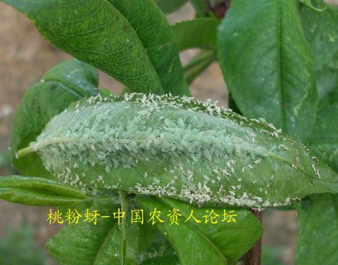  p>桃粉蚜是害虫的一种,属同翅目,蚜科.中国南北果区都有分布.