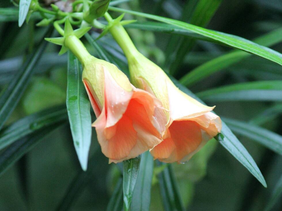  p>红酒杯花( t. peruviana),花冠红色. /p>