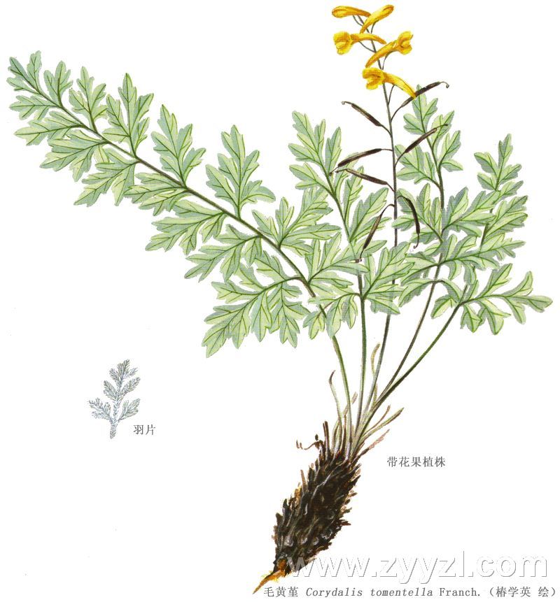  p>岩黄连,中药名.