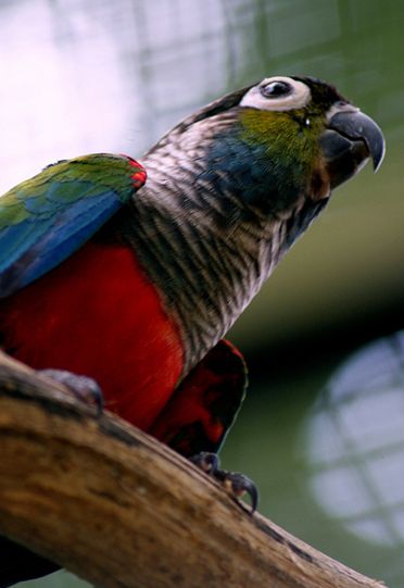 绯红腹锥尾鹦鹉