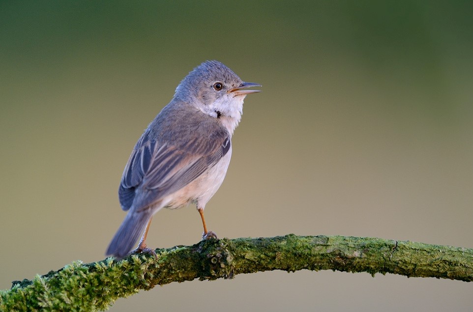 greater whitethroat