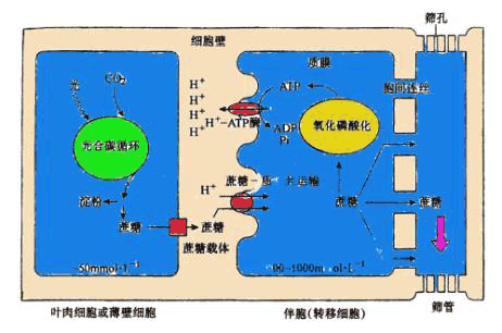 韧皮运输