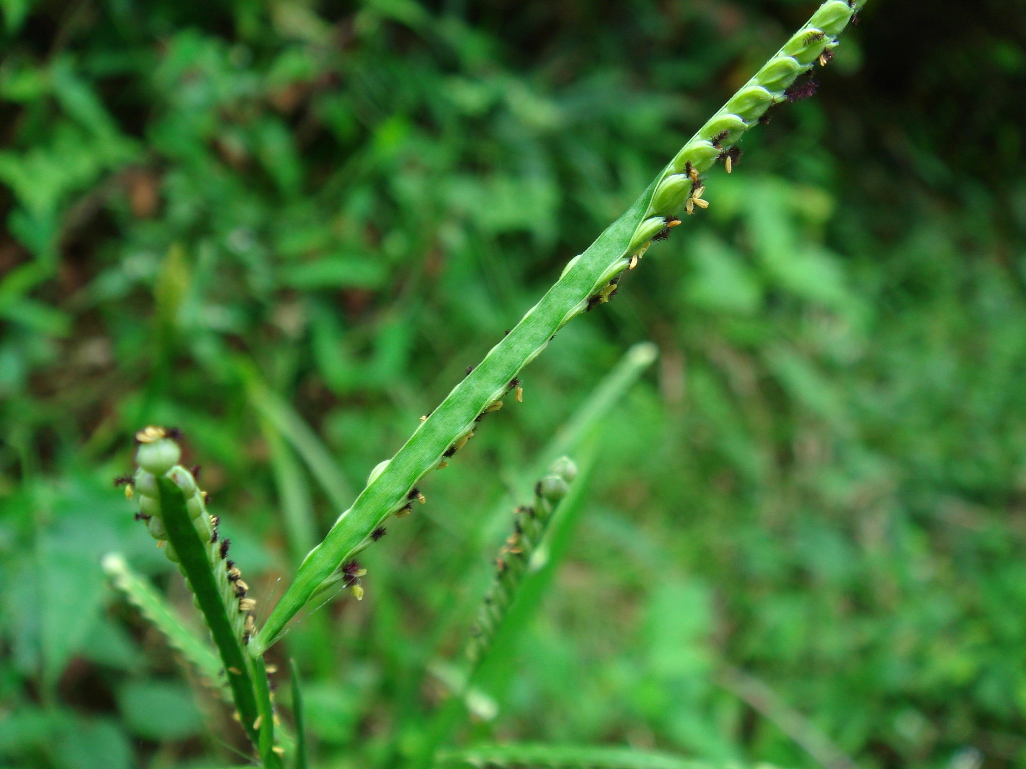  p>雀稗(学名: i>paspalum thunbergii /i> kunth ex steud.