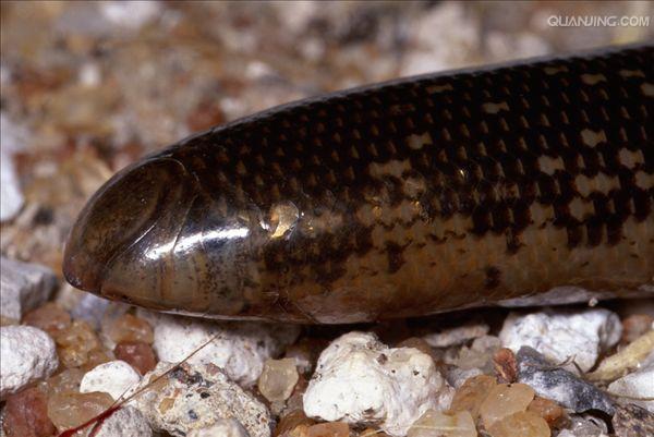  p>大盲蛇(学名: i>typhlops diardii /i>)是盲蛇科,盲蛇属的爬行动物