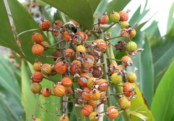  p>海南山姜( a target="_blank" href="/item/学名/8074290" data