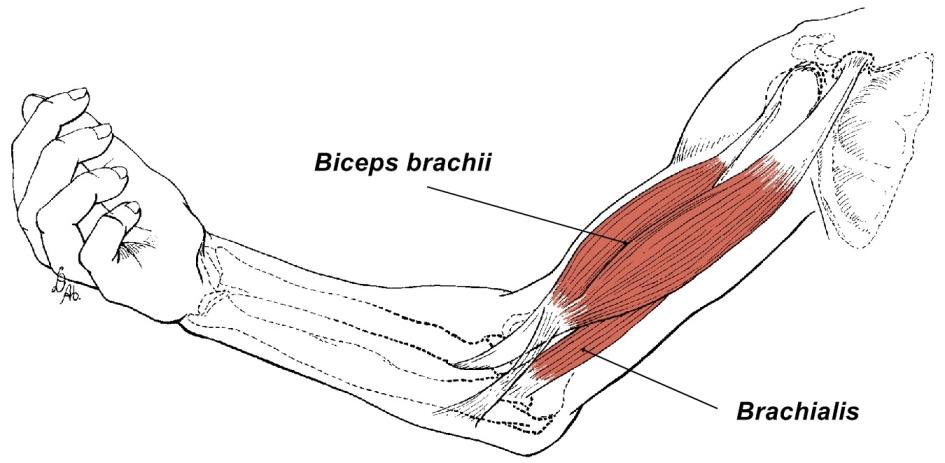  p>肱二头肌(musculus biceps brachii)位于 a href="#" data-lemmaid