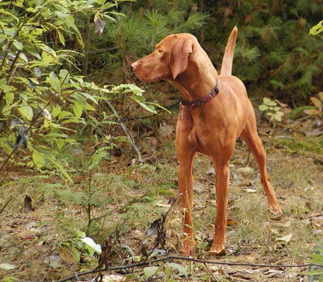 匈牙利维斯拉犬