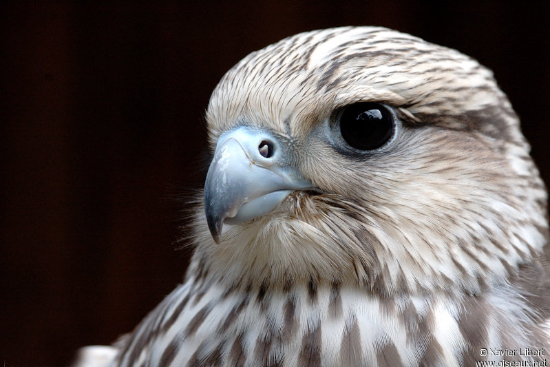 data-id="tipra1ritsmt">矛隼是隼形目隼科隼属鸟类,又名海东青,白隼