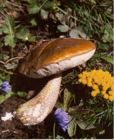  p>淡紫红菇( 学名: i>russula lilacea quél /i>.