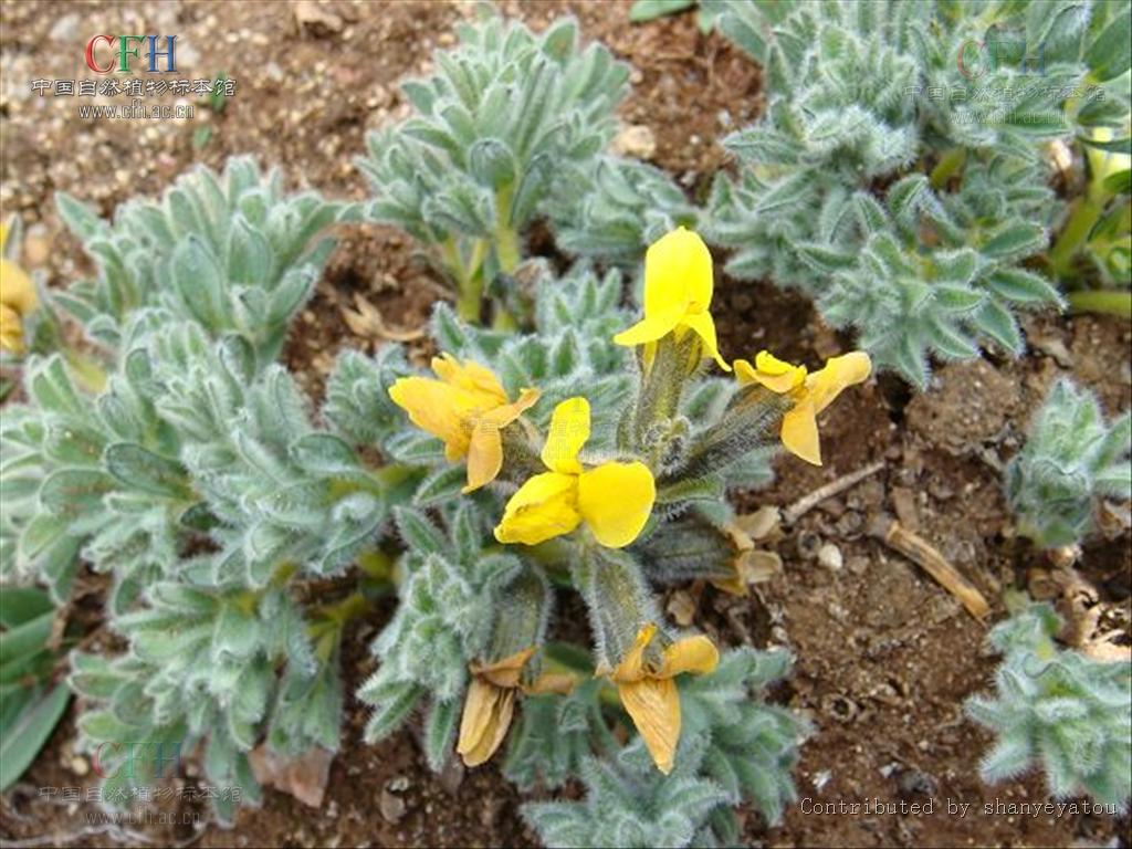  p>雀儿豆属( a target="_blank" href="/item