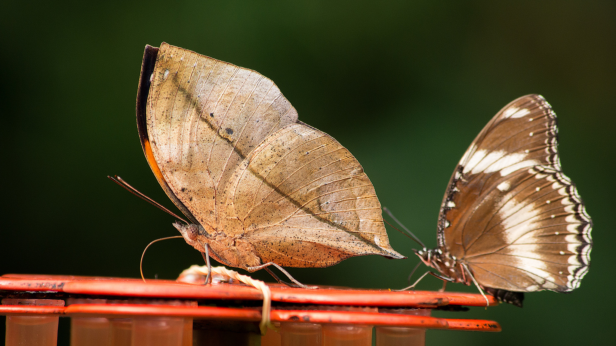  p>枯叶蛱蝶(学名: i>kallima inachus /i>)是 a href="#" data-lemma