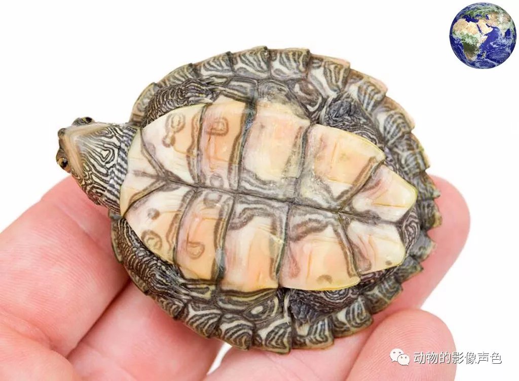 奇异的地图龟，背壳上的图案仿佛纯天然的地图_百科TA说