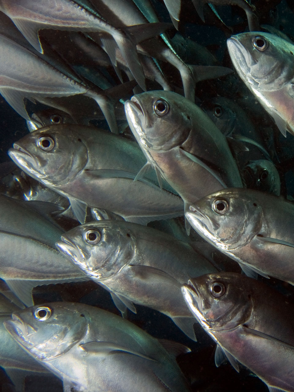  p>六带鲹,学名: i>caranx sexfasciatus /i> (quoy et gaimard, 1825