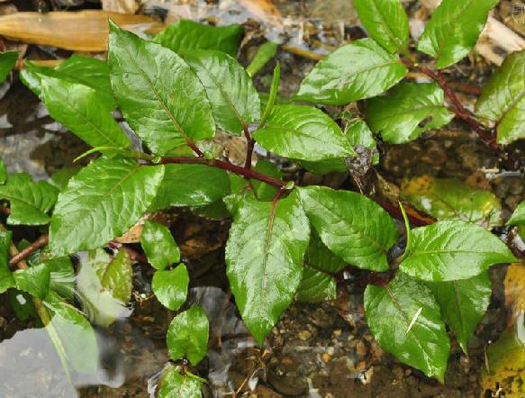 下面我们就来了解下有关虎杖的功效及其作用吧 传统应用 主治