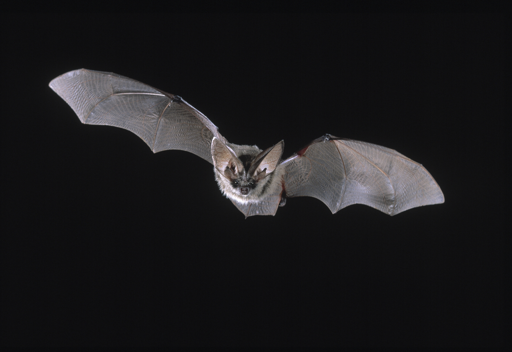 蝙蝠