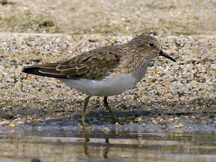  p>青脚滨鹬(学名: i>calidris temminckii /i>)是丘鹬科滨鹬属鸟类.