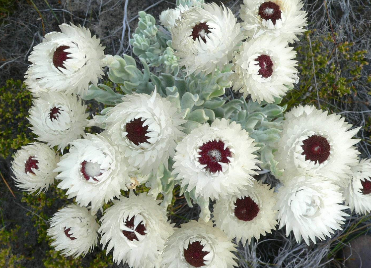  p>蜡菊属,是 a target="_blank" href="/item/被子植物门/229000"