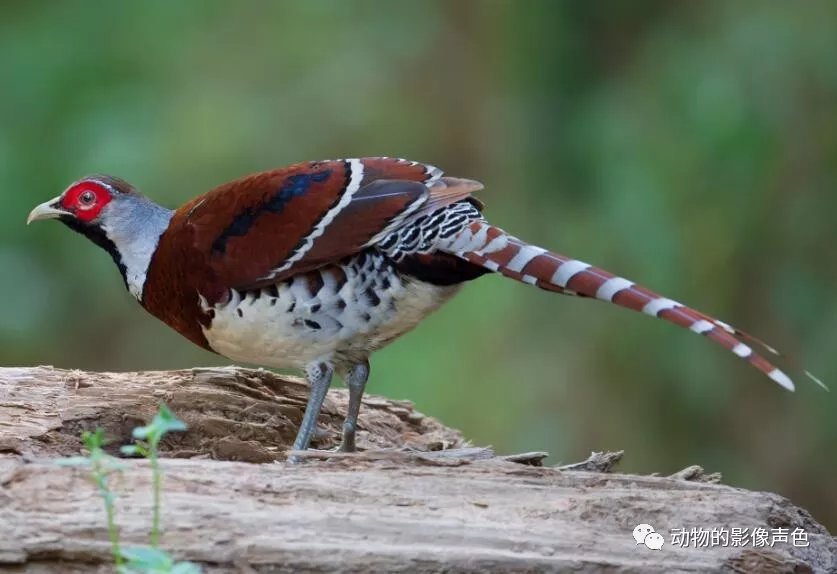 美丽的白颈长尾雉 看起来就像是画中走出来的一样 百科ta说