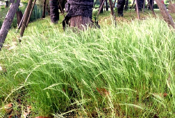 是禾本科鼠茅属的一年生草本植物,秆直立,细弱,光滑;叶鞘光滑无毛