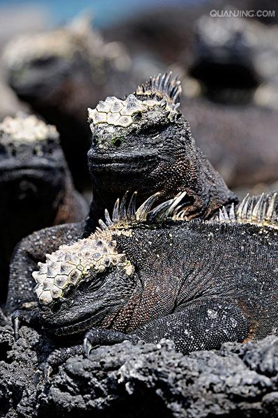  p>海鬣蜥(学名: i>amblyrhynchus cristatus /i