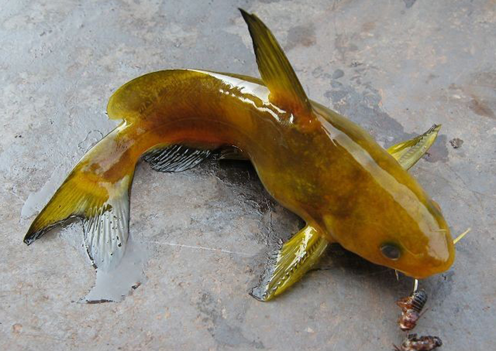  p>鲿科,拉丁学名bagridae,是脊索动物门, a target="_blank" href="