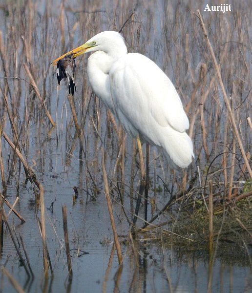 涉禽/26822" data-lemmaid="26822">涉禽 /a>,成鸟的夏羽全身乳白色