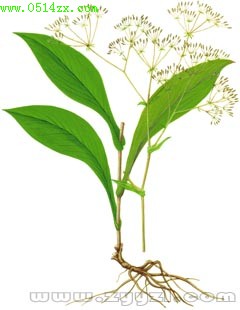 href="#" data-lemmaid="8422767">柴胡属 /a>的一种植物